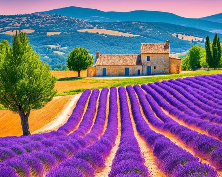 Lavendelvelden in de Provence, Frankrijk